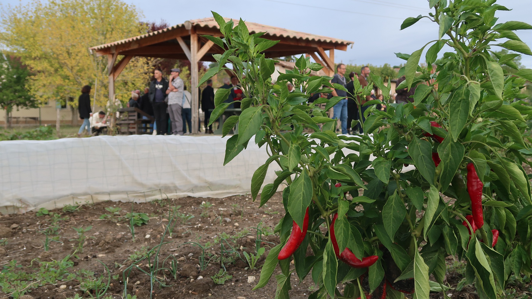 Photo de piments lors de l'inauguration de jardins partagés à Corbarieu 
