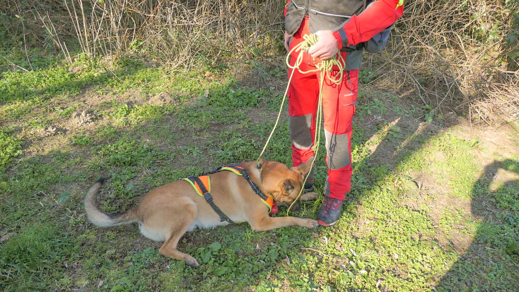 Un maître-chien et un chien sauveteur, lors d'un entraînement