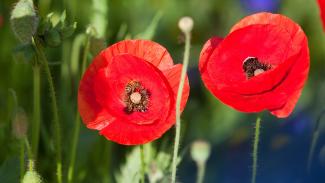 développement durable On peut voir 2 coquelicots rouge qui sont éclairer grâce au soleil