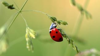 Coccinelle Coccinelle rouge posée sur une plante