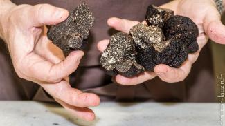 truffes plusieurs truffes dans une main qui viennent d'être trouver