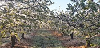 Le gel rend difficiles les récoltes agricoles Photo de plusieurs arbres fruitiers gelés