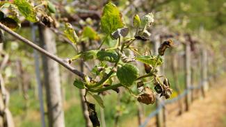 Le gel et ses dégâts sur les cultures agricoles Photo d'une branche d'un arbre fruitier