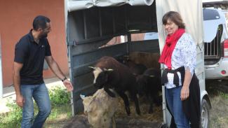 La mise en place d'un éco-pâturage à Labastide-Saint-Pierre Le berger en train de faire sortir les brebis du van et Dominique Sardeing à côté qui les observe