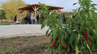Des jardins partagés inaugurés à Corbarieu	 Photo de piments lors de l'inauguration de jardins partagés à Corbarieu