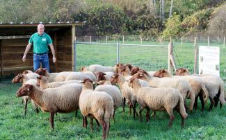 Mise en place d'un éco-pâturage à Verdun-sur-Garonne Un troupeau de moutons marron et un homme en train de les orienter
