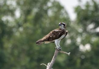 Photo d'un oiseau le Balbuzard pêcheur posé sur une branche d'arbre 