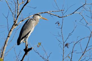 Photo d'un oiseau le Héron cendré (Ardea cinerea) Photo d'un oiseau le Héron cendré posé sur une branche dans un lac