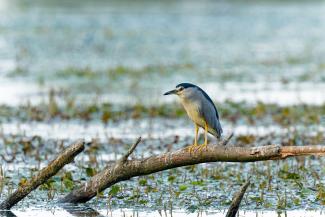 Photo d'un oiseau le Bihoreau gris (Nycticorax nycticorax) Photo d'un oiseau le Bihoreau gris posé sur une branche dans un lac