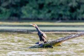 Photo d'un oiseau le Grand Cormoran (Phalocrocorax carbo) Photo d'un oiseau le Grand Cormoran posé sur une branche dans un lac