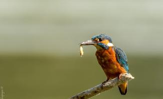 Photo d'un oiseau le Martin-pêcheur d'Europe (Alcedo atthis) Photo d'un oiseau le Martin-pêcheur d'Europe tenant dans son bec un asticot