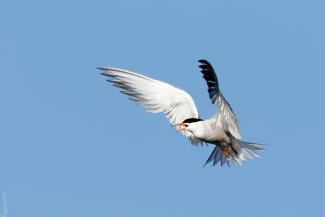Photo d'un oiseau le sterne Pierregarin (Sterna hirundo) Photo d'un oiseau le sterne Pierregarin en train de voler