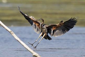 Photo d'un oiseau le héron pourpré adulte (Ardea purpurea) Photo d'un oiseau le héron pourpré adulte en train d'atterrir après un vol