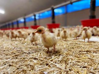 Le Maraudeur : un élevage familial dans la vallée de la Bonette Des poussins dans un hangar de l'exploitation « Le Maraudeur »