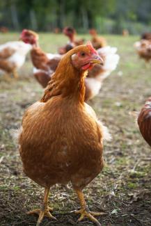 Le Maraudeur : un élevage familial dans la vallée de la Bonette Des poules élevées en plein air sur l'exploitation « Le Maraudeur »