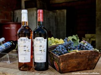 Le domaine du Massougné à Barry d’Islemade : une histoire de famille et de vigne Des bouteilles de vin estampillée « Domaine de Massougné » à côté de caissettes remplies de raisin noirs et Chasselas