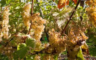 header chasselas